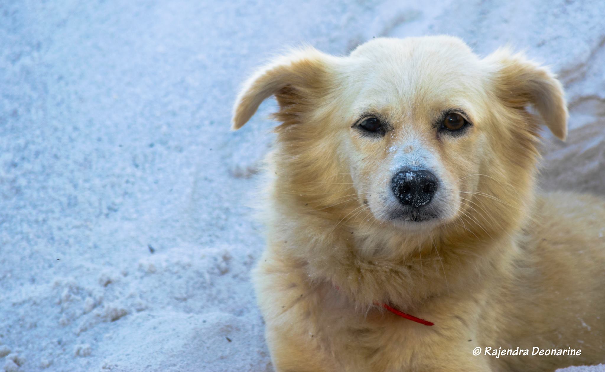 A lovely puppy named peaches sitting on a heap of sand