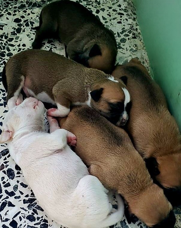 The cutest litter of pups