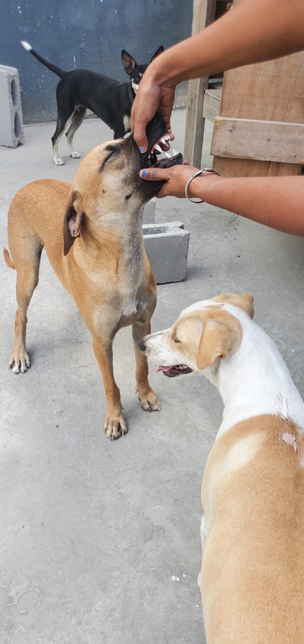 Doggies Dental Check