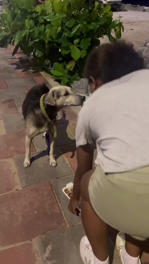 The love for homeless dogs is just undeniable.